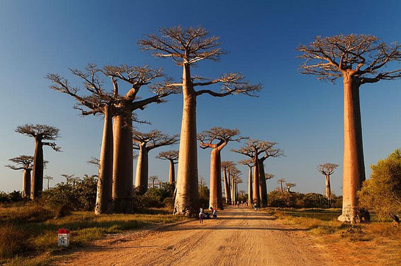 循迹《马达加斯加3》走出非洲周游世界