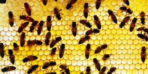 美国园艺师遭80万只蜜蜂攻击 伤情严重不