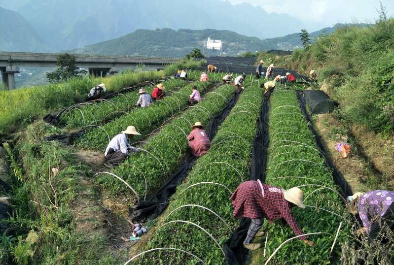 湖北巴东:让每一片茶叶都发挥价值 香飘四海