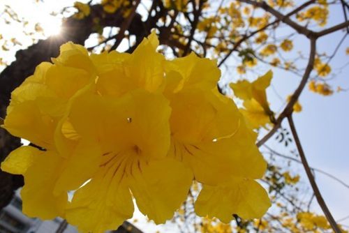 赏花季 台湾黄花风铃木盛开揭春天序幕
