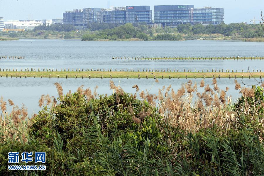 深圳华侨城湿地:大自然在都市中重生_央广网