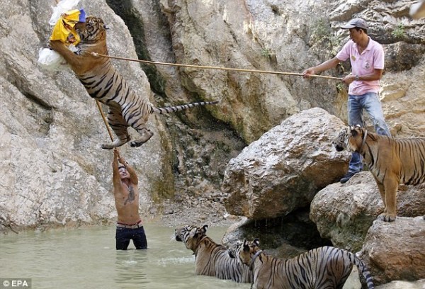 泰国:以养虎而知名的虎庙 方丈遭虎袭起风波