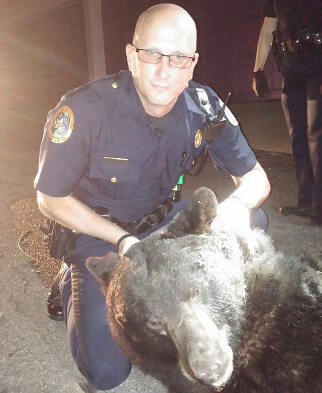 真实版熊出没:黑熊闯入美大学被警方制服