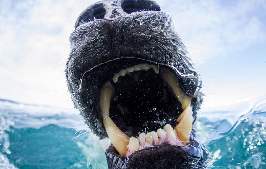 加拿大北极熊误将相机当食物露锋利牙齿