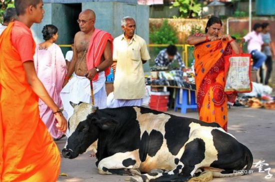 印度的神牛 摄影：奎子摄影